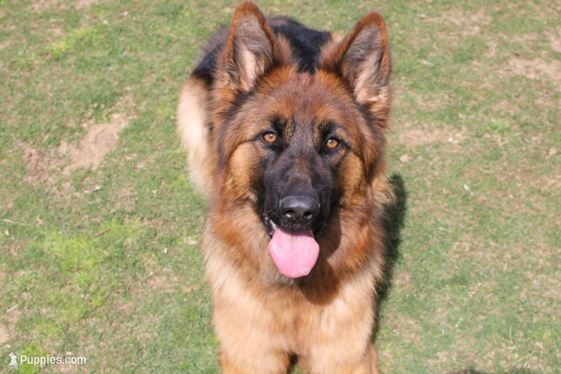 AKC Yellow Girl, a female German Shepherd Dog for sale in Bakersfield, CA – Photo 7 of 7
