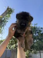 AKC Orange Girl, a female German Shepherd Dog for sale in Bakersfield, CA – Photo 4 of 7