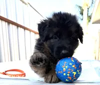 AKC Orange Girl, a female German Shepherd Dog for sale in Bakersfield, CA – Photo 2 of 7