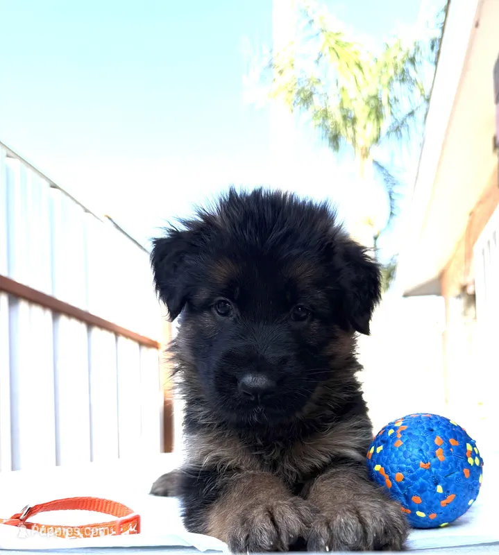 AKC Orange Girl – German Shepherd Dog puppy for sale in Bakersfield, CA
