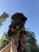 AKC Orange Girl, a female German Shepherd Dog for sale in Bakersfield, CA – Photo 3 of 7