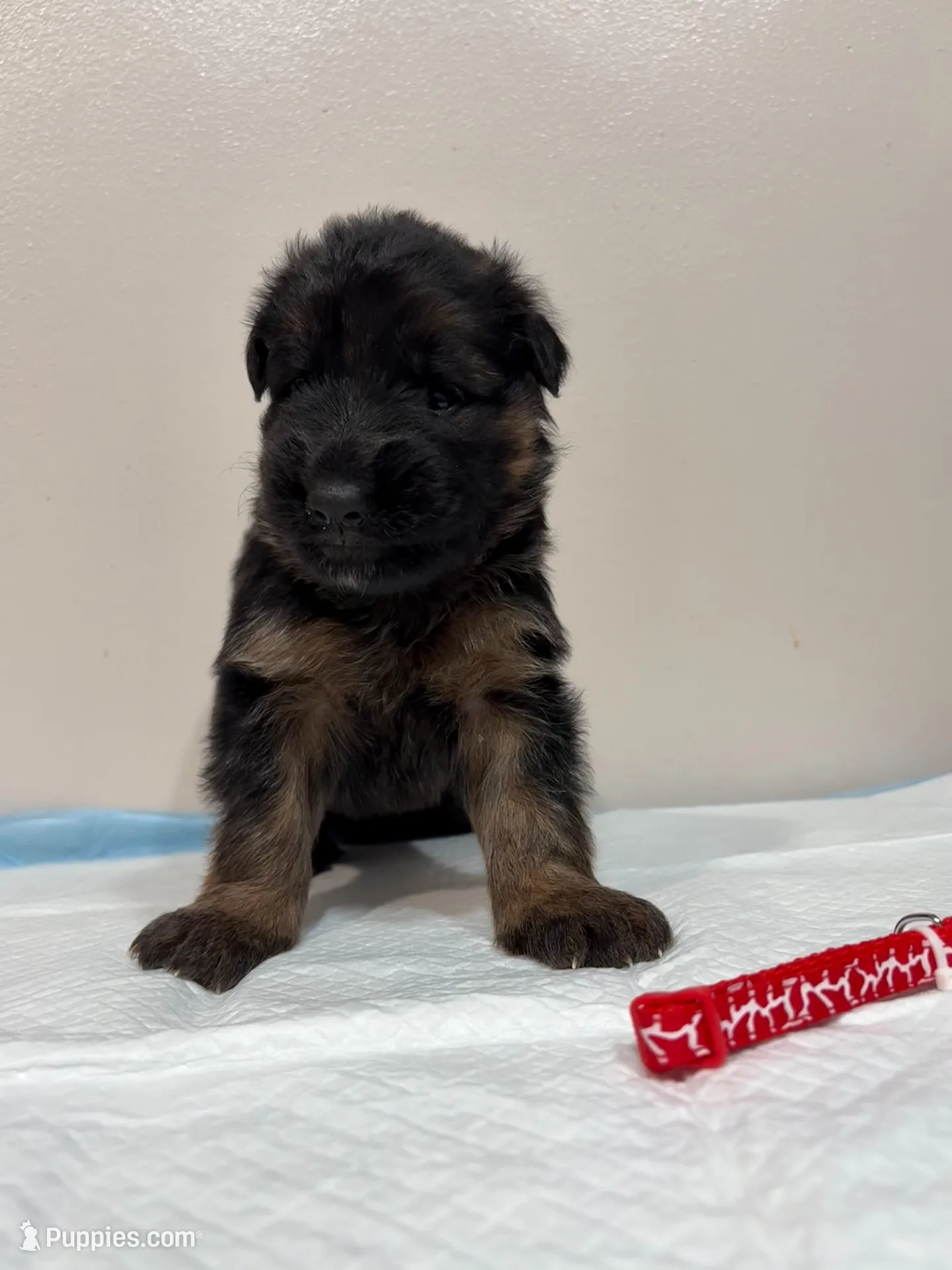 AKC Red Girl, a female German Shepherd Dog for sale in Bakersfield, CA – Photo 7 of 8