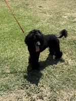 AKC CH. Lines GUCCI, a male Poodle - Miniature  for sale in Bakersfield, CA – 4 of 8