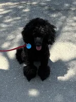 AKC CH. Lines GUCCI, a male Poodle - Miniature  for sale in Bakersfield, CA – 2 of 8