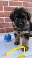 AKC Yellow Girl, a female German Shepherd Dog for sale in Bakersfield, CA – 2 of 10