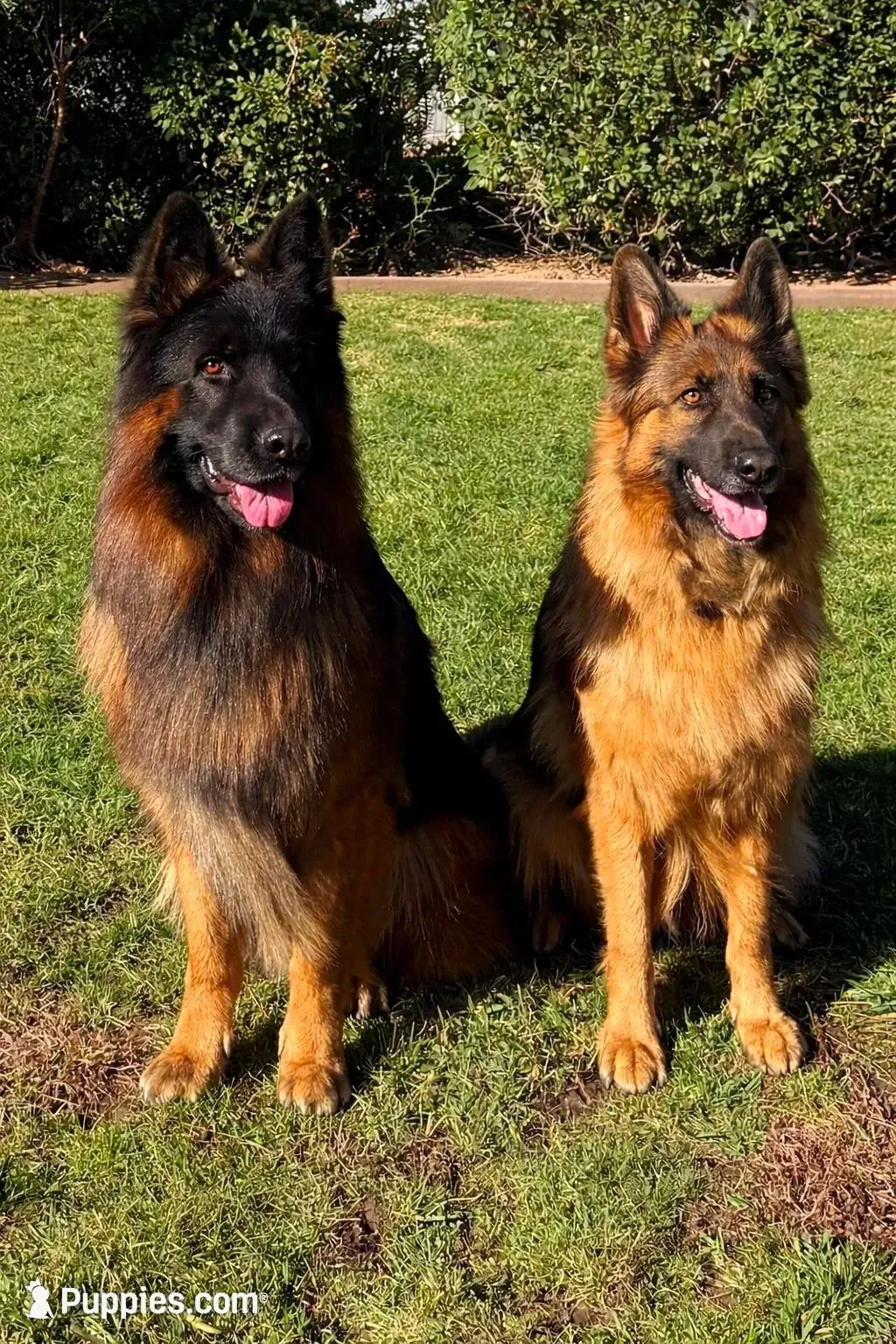 AKC Yellow Girl – German Shepherd Dog puppy for sale in Bakersfield, CA