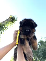 AKC Yellow Girl, a female German Shepherd Dog for sale in Bakersfield, CA – 3 of 10