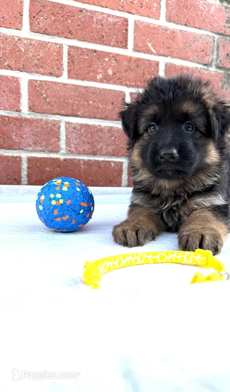 AKC Yellow Girl – German Shepherd Dog puppy for sale in Bakersfield, CA