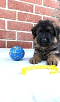 AKC Yellow Girl, a female German Shepherd Dog for sale in Bakersfield, CA – 1 of 10