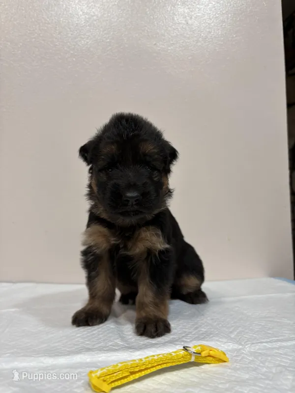 AKC Yellow Girl – German Shepherd Dog puppy for sale in Bakersfield, CA