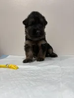 AKC Yellow Girl, a female German Shepherd Dog for sale in Bakersfield, CA – Photo 5 of 7