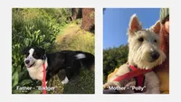 Bruiser, a male Scottish Terrier and Cardigan Welsh Corgi for sale in Wildomar, CA – 6 of 6