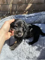 Bruiser, a male Scottish Terrier and Cardigan Welsh Corgi for sale in Wildomar, CA – 2 of 6