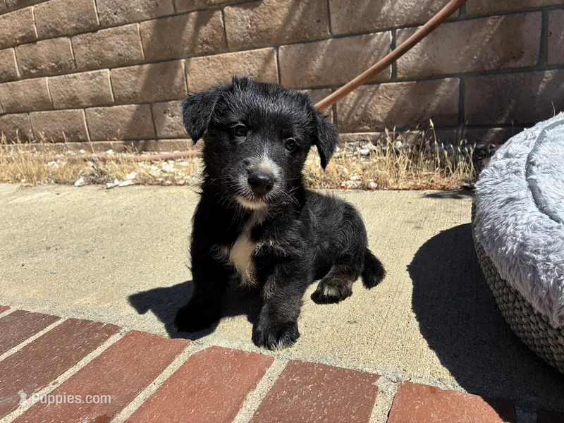 Chester – Scottish Terrier, Cardigan Welsh Corgi puppy for sale in Wildomar, CA