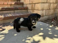 Chester, a male Scottish Terrier and Cardigan Welsh Corgi for sale in Wildomar, CA – 3 of 6