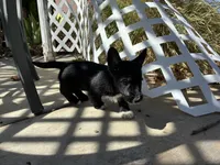 Star, a female Scottish Terrier and Cardigan Welsh Corgi for sale in Wildomar, CA – 5 of 6