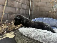 Chester, a male Scottish Terrier and Cardigan Welsh Corgi for sale in Wildomar, CA – 5 of 6