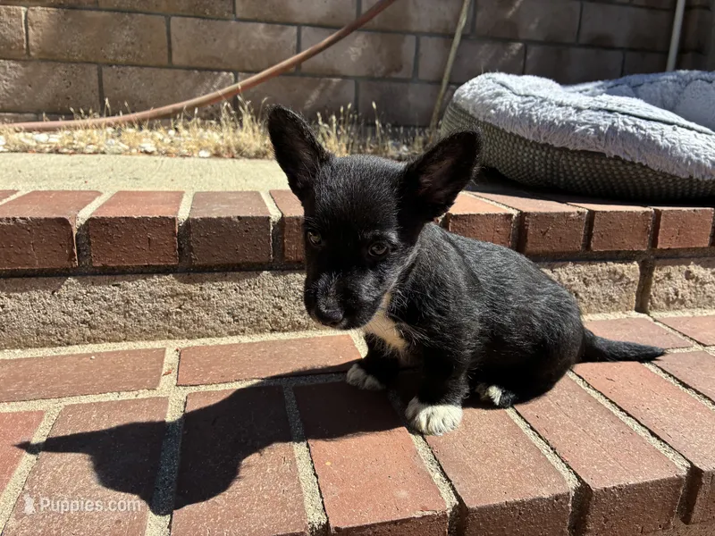 Star – Scottish Terrier, Cardigan Welsh Corgi puppy for sale in Wildomar, CA