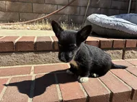 Star, a female Scottish Terrier and Cardigan Welsh Corgi for sale in Wildomar, CA – 1 of 6