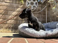 Bruiser, a male Scottish Terrier and Cardigan Welsh Corgi for sale in Wildomar, CA – 3 of 6
