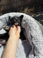 Star, a female Scottish Terrier and Cardigan Welsh Corgi for sale in Wildomar, CA – 3 of 6