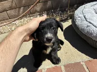 Chester, a male Scottish Terrier and Cardigan Welsh Corgi for sale in Wildomar, CA – 4 of 6