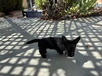 Star, a female Scottish Terrier and Cardigan Welsh Corgi for sale in Wildomar, CA – 4 of 6