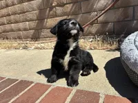 Chester, a male Scottish Terrier and Cardigan Welsh Corgi for sale in Wildomar, CA – 2 of 6
