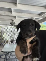 Bruiser, a male Scottish Terrier and Cardigan Welsh Corgi for sale in Wildomar, CA – 5 of 6