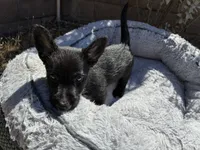 Star, a female Scottish Terrier and Cardigan Welsh Corgi for sale in Wildomar, CA – 2 of 6