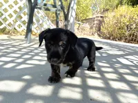 Bruiser, a male Scottish Terrier and Cardigan Welsh Corgi for sale in Wildomar, CA – 4 of 6