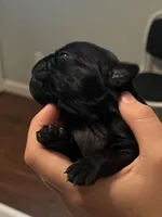 Bear, a male Pug for sale in Waco, TX – 2 of 4