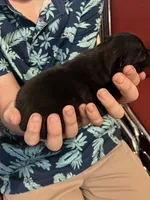 Bruno, a male Pug for sale in Waco, TX – 4 of 5