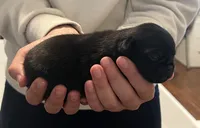 Max, a male Pug for sale in Waco, TX – 3 of 4