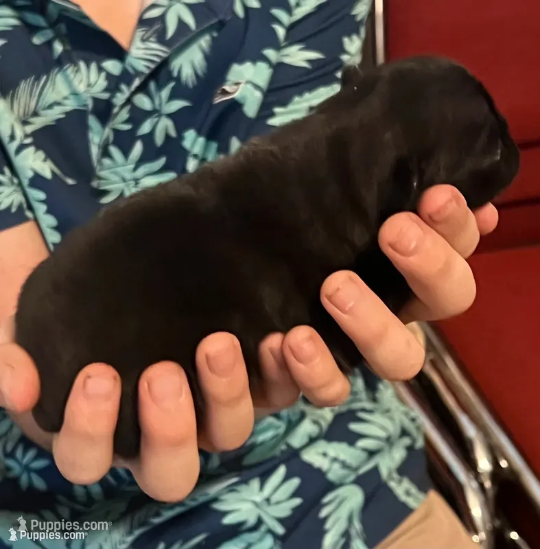 Bruno – Pug puppy for sale in Waco, TX