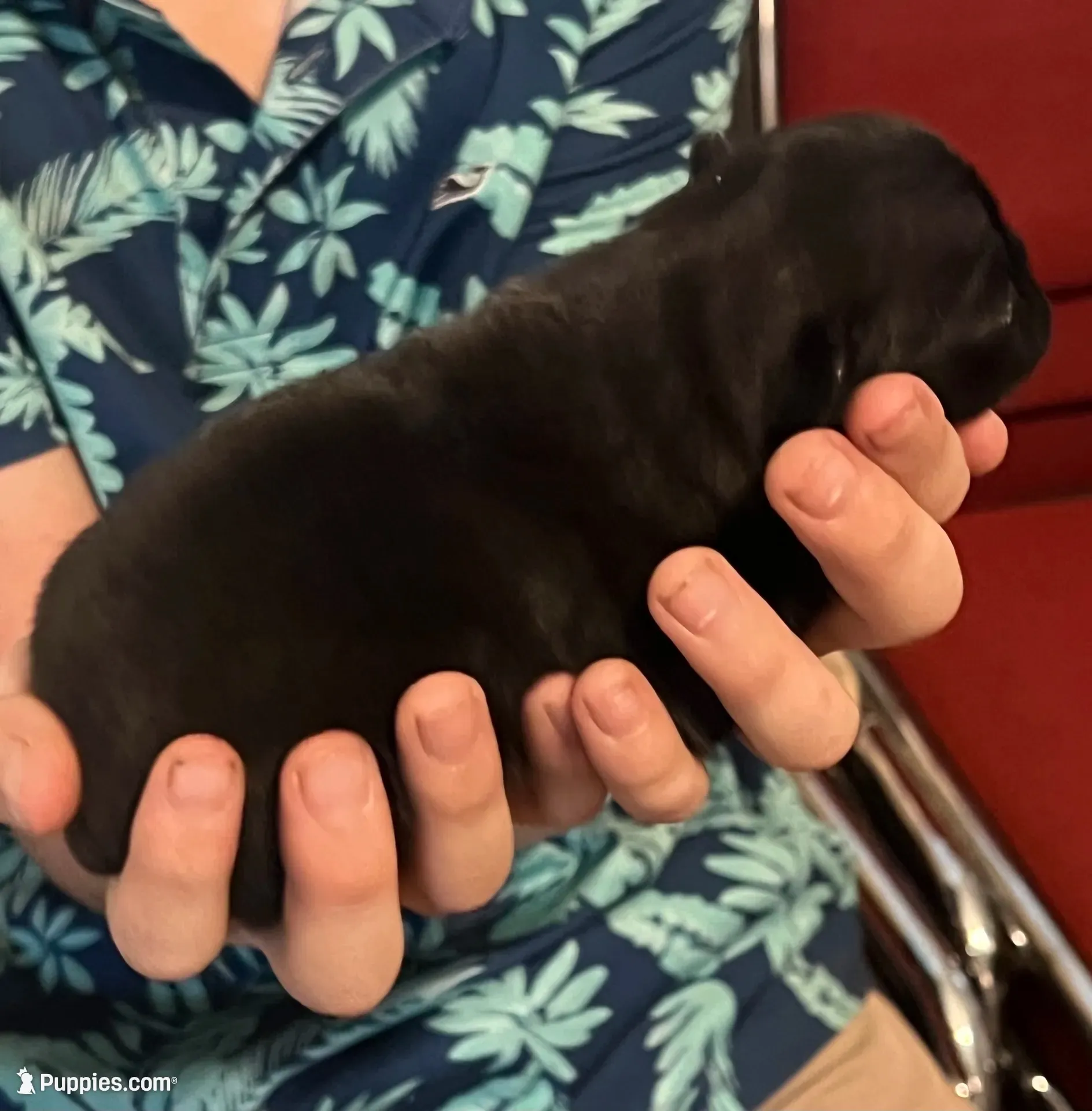 Bruno, a male Pug for sale in Waco, TX – 1 of 5