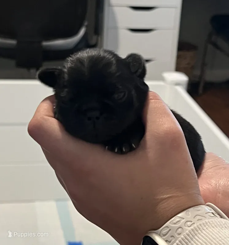 Max – Pug puppy for sale in Waco, TX
