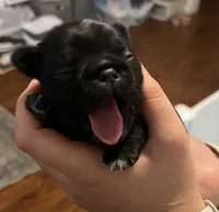 Rody, a male Pug for sale in Waco, TX – 5 of 5