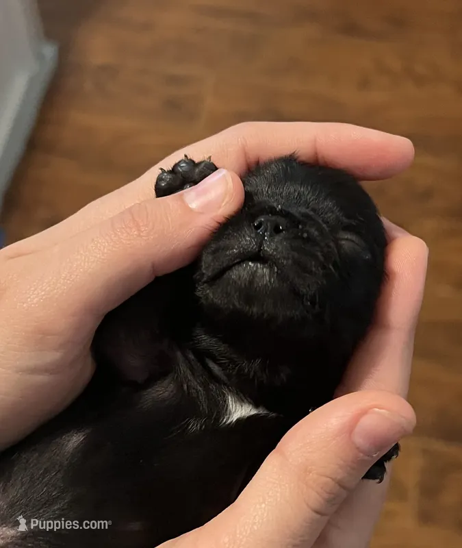 Lane – Pug puppy for sale in Waco, TX