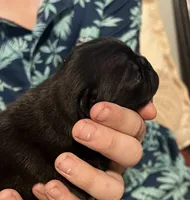 Bruno, a male Pug for sale in Waco, TX – 5 of 5