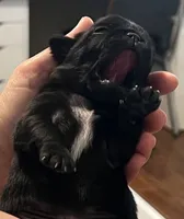 Max, a male Pug for sale in Waco, TX – 4 of 4