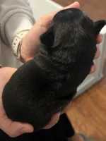 Rody, a male Pug for sale in Waco, TX – 3 of 5