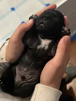Rody, a male Pug for sale in Waco, TX – 4 of 5