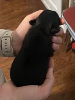 Lane, a male Pug for sale in Waco, TX – 2 of 3