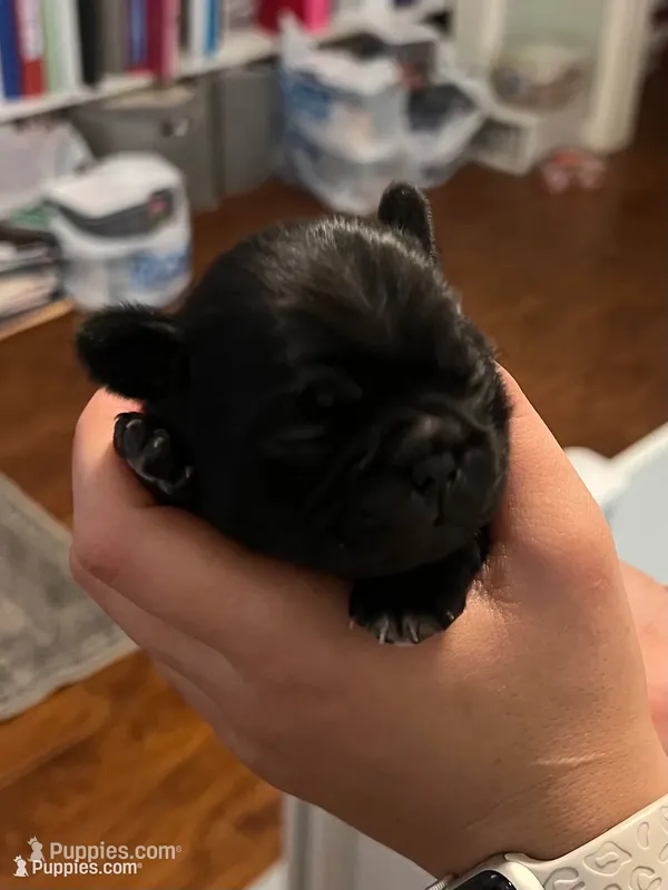 Rody – Pug puppy for sale in Waco, TX