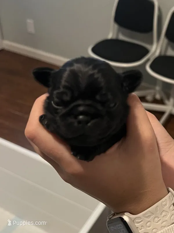 Bear – Pug puppy for sale in Waco, TX