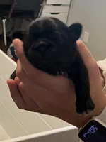 Rody, a male Pug for sale in Waco, TX – 2 of 5