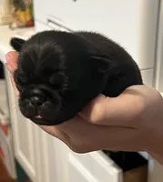 Bruno, a male Pug for sale in Waco, TX – 2 of 5
