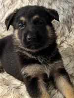 Biggy, a male German Shepherd Dog for sale in Keaau, HI – 1 of 1
