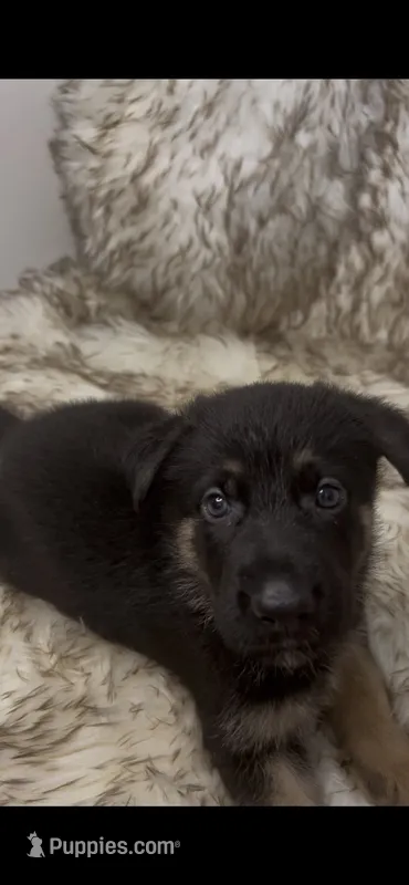 Fire – German Shepherd Dog puppy for sale in Keaau, HI